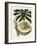 The Melon or Papaya Tree-null-Framed Giclee Print