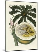 The Melon or Papaya Tree-null-Mounted Giclee Print