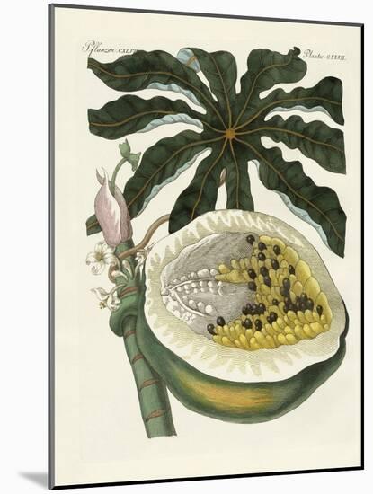 The Melon or Papaya Tree-null-Mounted Giclee Print