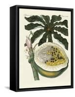 The Melon or Papaya Tree-null-Framed Stretched Canvas