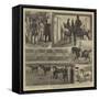 The Metropolitan Horse-Show-Alfred Chantrey Corbould-Framed Stretched Canvas