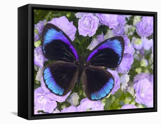 The Midnight Blue Butterfly from Peru-Darrell Gulin-Framed Stretched Canvas