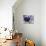 The Midnight Blue Butterfly from Peru-Darrell Gulin-Stretched Canvas displayed on a wall