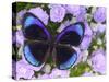 The Midnight Blue Butterfly from Peru-Darrell Gulin-Stretched Canvas