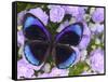 The Midnight Blue Butterfly from Peru-Darrell Gulin-Framed Stretched Canvas