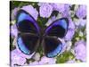 The Midnight Blue Butterfly from Peru-Darrell Gulin-Stretched Canvas