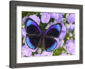 The Midnight Blue Butterfly from Peru-Darrell Gulin-Framed Photographic Print