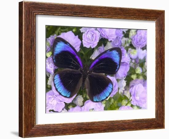 The Midnight Blue Butterfly from Peru-Darrell Gulin-Framed Photographic Print