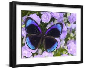 The Midnight Blue Butterfly from Peru-Darrell Gulin-Framed Photographic Print