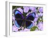 The Midnight Blue Butterfly from Peru-Darrell Gulin-Framed Photographic Print