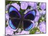 The Midnight Blue Butterfly from Peru-Darrell Gulin-Mounted Photographic Print