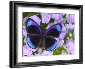 The Midnight Blue Butterfly from Peru-Darrell Gulin-Framed Photographic Print