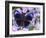 The Midnight Blue Butterfly from Peru-Darrell Gulin-Framed Photographic Print