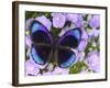 The Midnight Blue Butterfly from Peru-Darrell Gulin-Framed Photographic Print