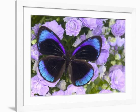 The Midnight Blue Butterfly from Peru-Darrell Gulin-Framed Photographic Print