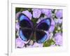 The Midnight Blue Butterfly from Peru-Darrell Gulin-Framed Photographic Print