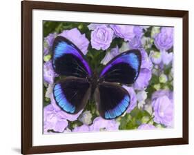 The Midnight Blue Butterfly from Peru-Darrell Gulin-Framed Photographic Print