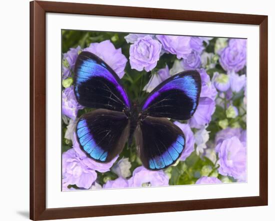 The Midnight Blue Butterfly from Peru-Darrell Gulin-Framed Photographic Print