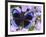 The Midnight Blue Butterfly from Peru-Darrell Gulin-Framed Photographic Print