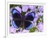 The Midnight Blue Butterfly from Peru-Darrell Gulin-Framed Photographic Print