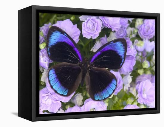 The Midnight Blue Butterfly from Peru-Darrell Gulin-Framed Stretched Canvas
