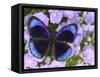 The Midnight Blue Butterfly from Peru-Darrell Gulin-Framed Stretched Canvas