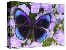 The Midnight Blue Butterfly from Peru-Darrell Gulin-Stretched Canvas