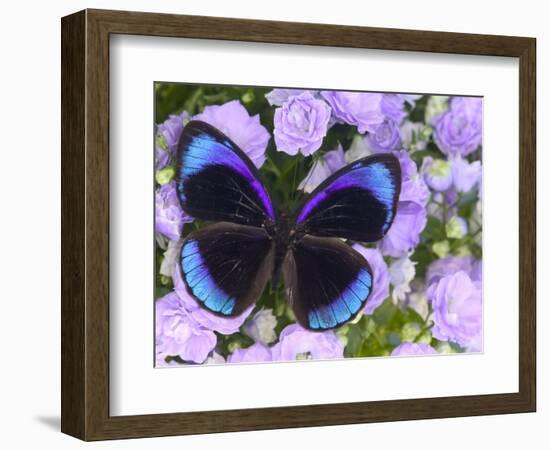 The Midnight Blue Butterfly from Peru-Darrell Gulin-Framed Photographic Print