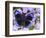 The Midnight Blue Butterfly from Peru-Darrell Gulin-Framed Photographic Print