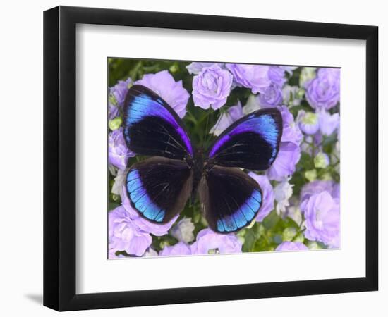 The Midnight Blue Butterfly from Peru-Darrell Gulin-Framed Photographic Print