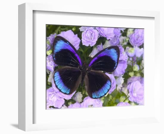 The Midnight Blue Butterfly from Peru-Darrell Gulin-Framed Photographic Print