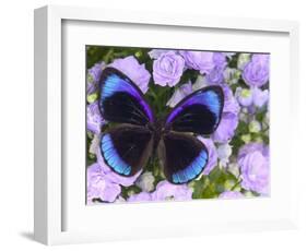 The Midnight Blue Butterfly from Peru-Darrell Gulin-Framed Photographic Print