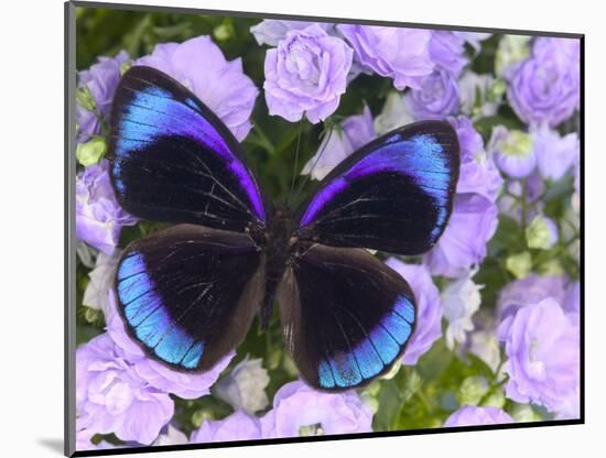 The Midnight Blue Butterfly from Peru-Darrell Gulin-Mounted Photographic Print