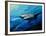 The Mighty Bull Shark-Jace D. McTier-Framed Giclee Print