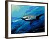 The Mighty Bull Shark-Jace D. McTier-Framed Giclee Print