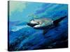 The Mighty Bull Shark-Jace D. McTier-Stretched Canvas