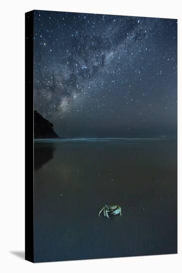 The Milky Way Above a Crab on a Beach-Alex Saberi-Stretched Canvas