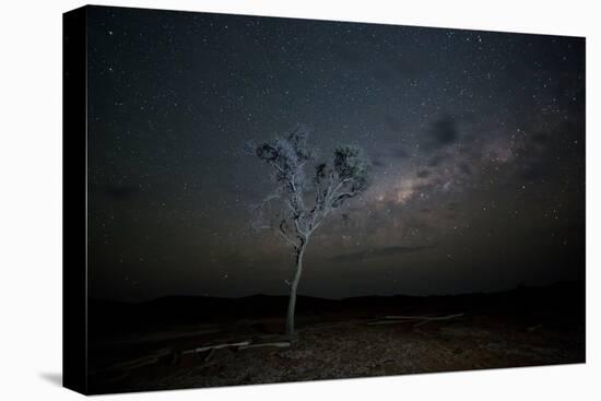 The Milky Way Above a Tree at Night Namib-Naukluft National Park-Alex Saberi-Stretched Canvas