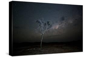 The Milky Way Above a Tree at Night Namib-Naukluft National Park-Alex Saberi-Stretched Canvas