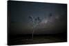 The Milky Way Above a Tree at Night Namib-Naukluft National Park-Alex Saberi-Stretched Canvas