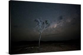 The Milky Way Above a Tree at Night Namib-Naukluft National Park-Alex Saberi-Stretched Canvas