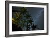 The Milky Way Above the Atlantic Rainforest Jungle and Palm Trees-Alex Saberi-Framed Photographic Print