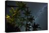 The Milky Way Above the Atlantic Rainforest Jungle and Palm Trees-Alex Saberi-Stretched Canvas