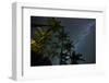 The Milky Way Above the Atlantic Rainforest Jungle and Palm Trees-Alex Saberi-Framed Premium Photographic Print