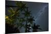 The Milky Way Above the Atlantic Rainforest Jungle and Palm Trees-Alex Saberi-Mounted Photographic Print