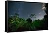 The Milky Way Above the Ubatuba Jungle at Night-Alex Saberi-Framed Stretched Canvas