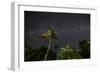 The Milky Way Above Tropical Trees and Foliage of the Atlantic Rainforest, at Night-Alex Saberi-Framed Photographic Print