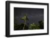 The Milky Way Above Tropical Trees and Foliage of the Atlantic Rainforest, at Night-Alex Saberi-Framed Premium Photographic Print