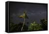 The Milky Way Above Tropical Trees and Foliage of the Atlantic Rainforest, at Night-Alex Saberi-Framed Stretched Canvas