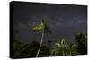 The Milky Way Above Tropical Trees and Foliage of the Atlantic Rainforest, at Night-Alex Saberi-Stretched Canvas